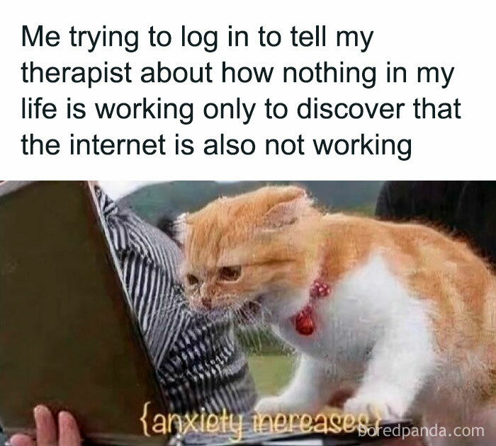Cat stressed by internet problems, humorously capturing therapy meme vibes.