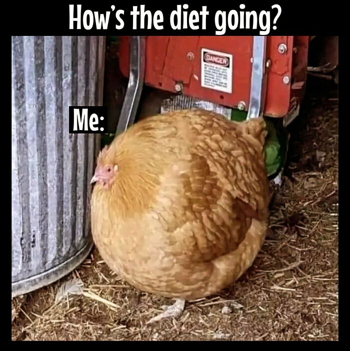 Overweight chicken meme humorously depicting dieting frustrations.