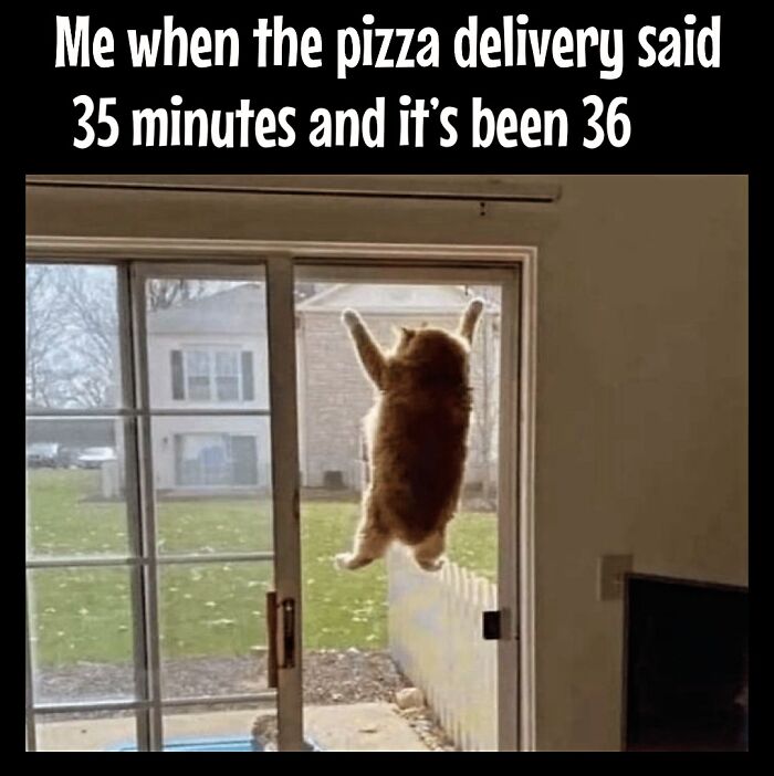 Cat eagerly watching for pizza delivery, humorously depicting dieting frustrations.
