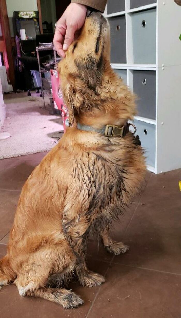 Today, She Retrieved...a Mud Puddle