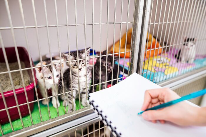 Person taking notes while observing kittens in a shelter, highlighting challenges behind 'fun' jobs.