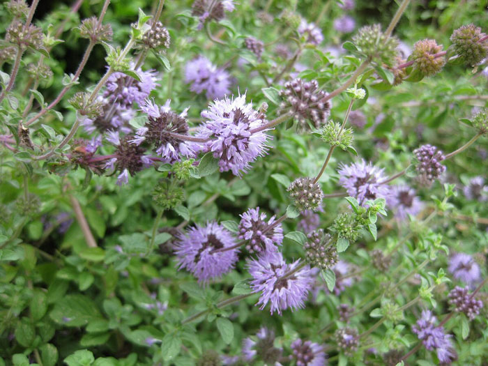 Purple flowers blooming in a garden, surrounded by lush green foliage, capturing nature's beauty.