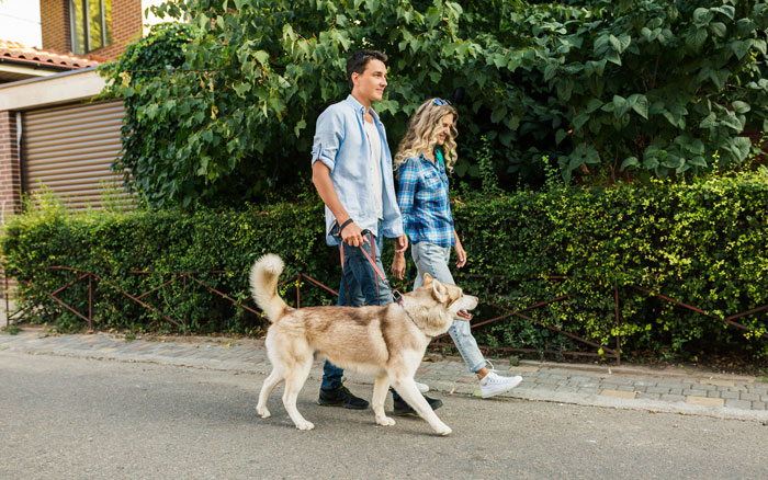 Couple walking a dog on a sidewalk, surrounded by greenery.
