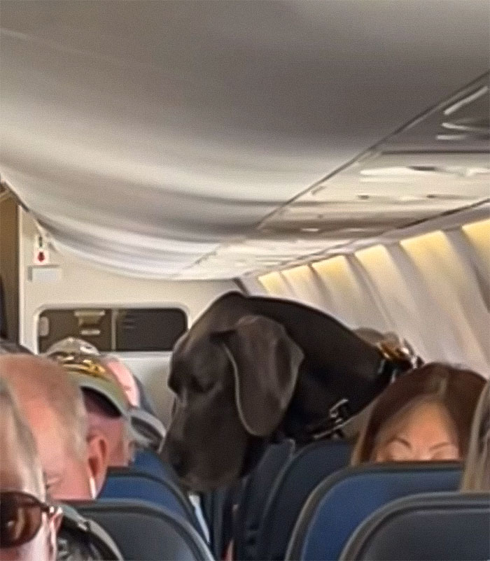 Handler Of Super-Sized Pooch He Brought On Airplane As &ldquo;Emotional Support&rdquo; Gets Reality Check