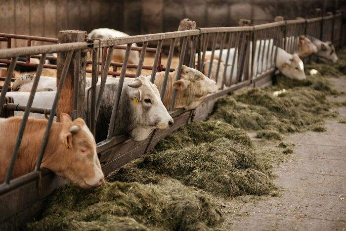 Cows feeding in a crowded barn, illustrating common practices that may be seen as barbaric in the future.