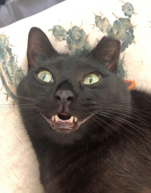 A black cat displaying a joyful smile, showcasing its pure happiness.