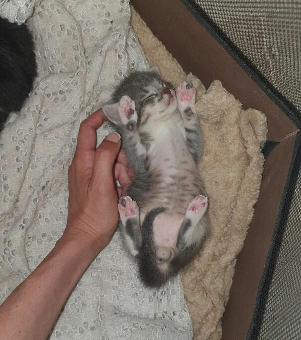 Kitten smiling with paws up, enjoying a gentle belly rub, showcasing pure cat happiness.