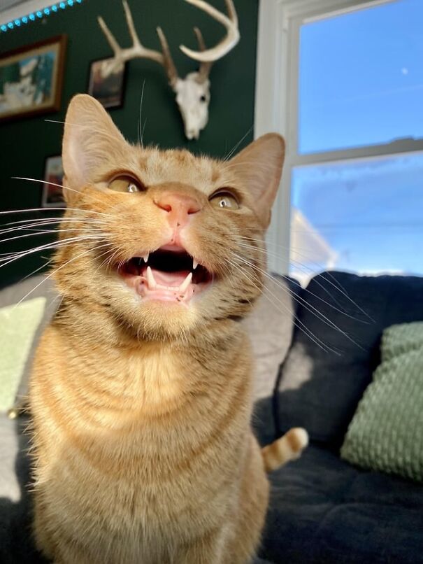 A happy orange cat sitting on a couch, appearing to smile with an open mouth.