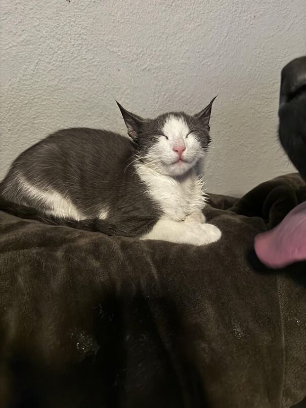 A gray and white cat caught smiling, eyes closed, displaying pure happiness while lounging on a dark blanket.