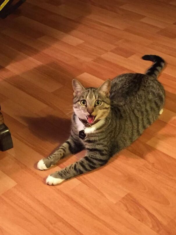 Smiling tabby cat on wooden floor, showing happiness.
