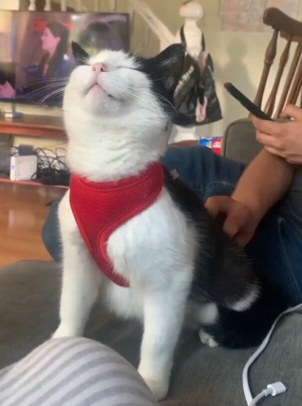 A cat wearing a red harness sits on a couch, smiling contently in a cozy living room.