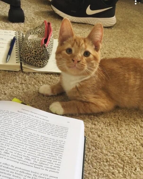 Orange cat smiling on carpet near book and notepad, showing pure happiness.