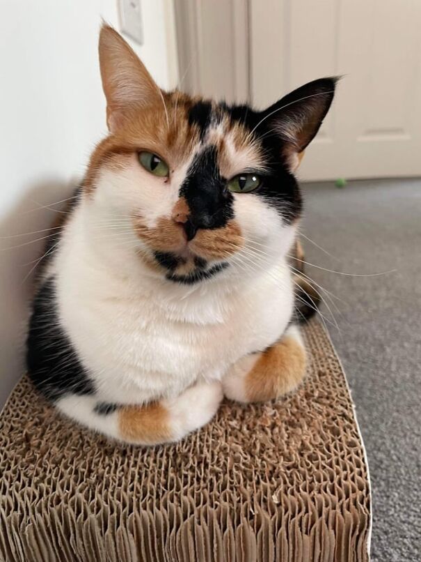Calico cat sitting on a scratching post, appearing to smile.