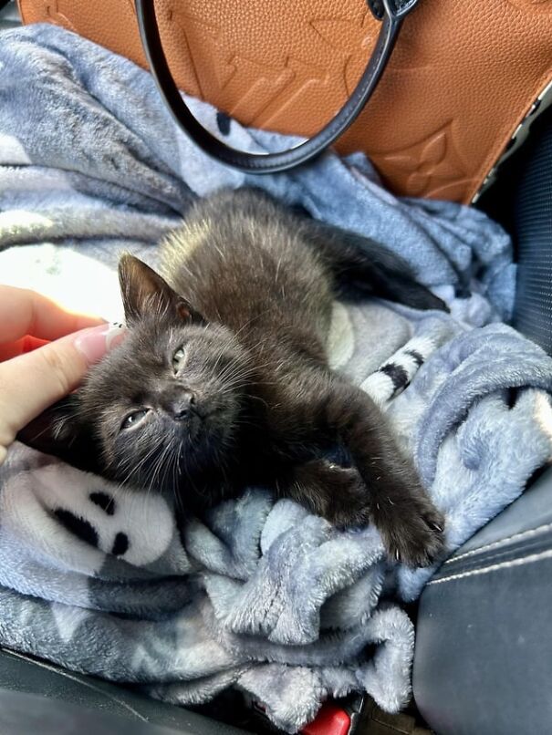 Black cat lying on a blanket, looking content and happy, in a car seat.
