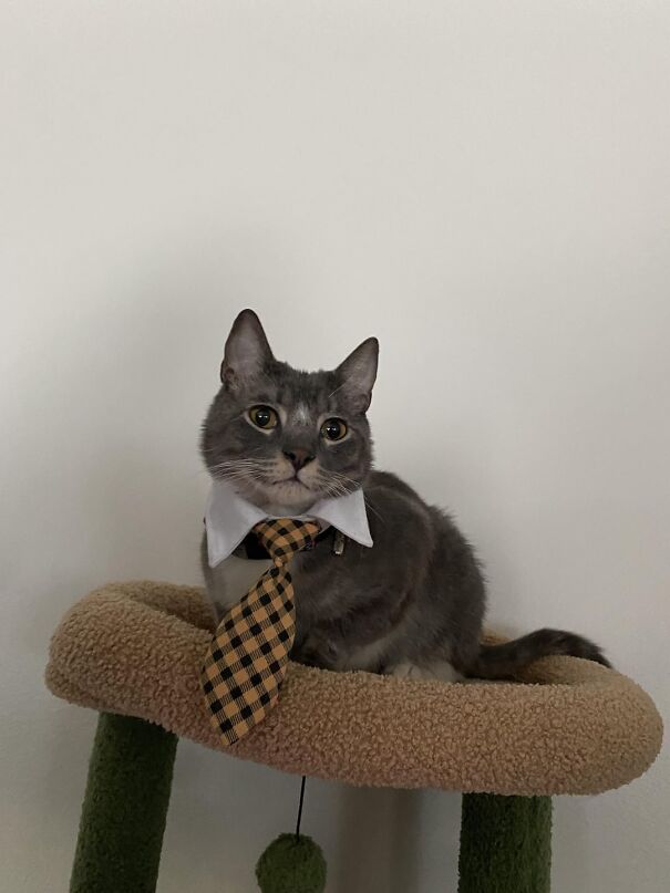 Cat wearing a tie, sitting on a perch, showcasing pure happiness in a cute pose.