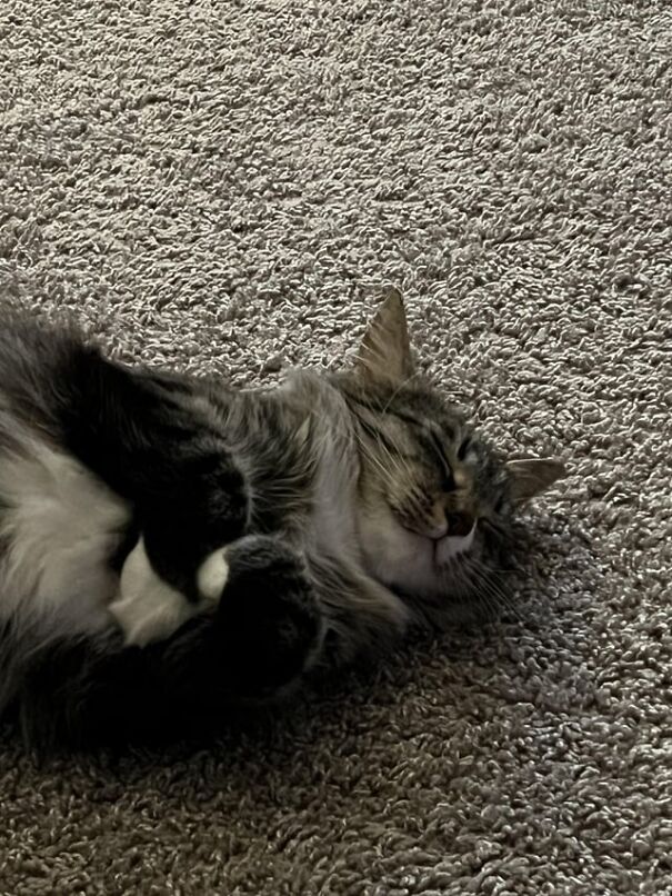 A cat lying on its back on a carpet, appearing to smile contently, showing pure happiness.