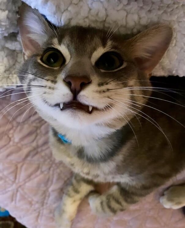 Cat smiling with delight, showcasing pure happiness with a charming upward glance and visible teeth.