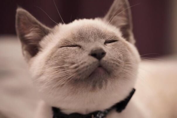Smiling cat with closed eyes, showing pure happiness in a close-up photo.