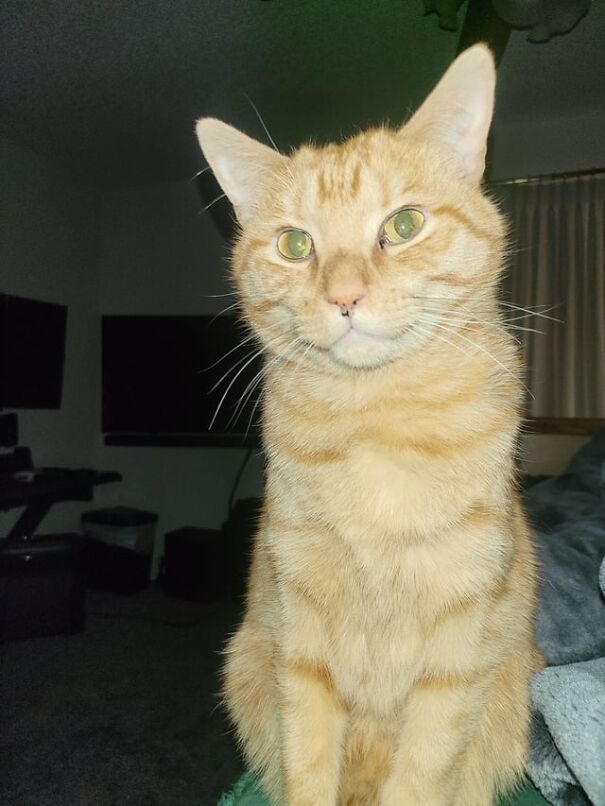 Smiling orange tabby cat showing pure happiness in a cozy room setting.