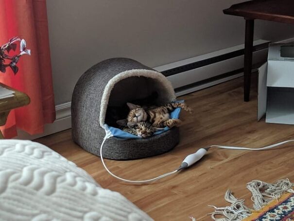 Cats looking happy and cozy together in a pet bed on a wooden floor.