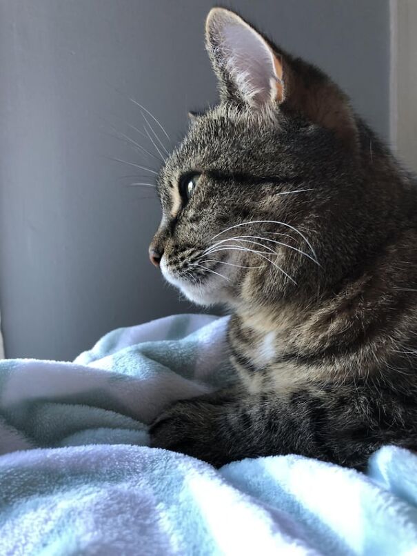 Tabby cat gazing out the window, looking content and cozy on a soft blanket, capturing feline happiness.