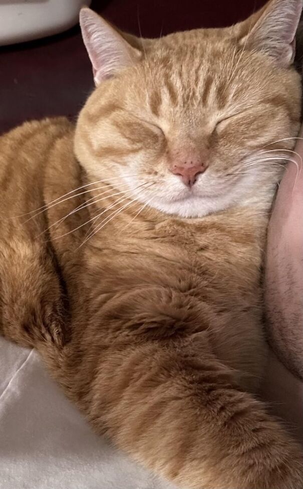 Smiling cat showing happiness, with eyes closed, snuggled up and content.