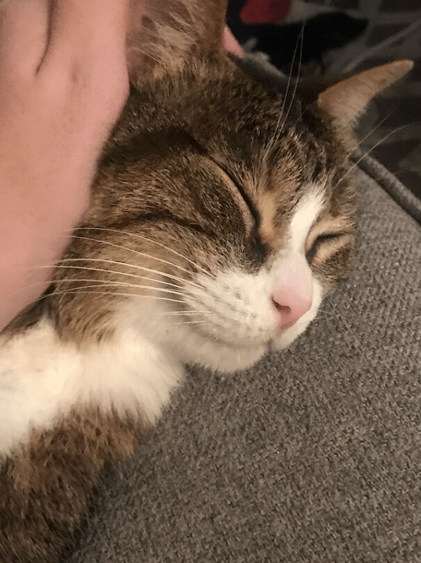 Sleeping cat with a content smile, being gently petted, radiating pure happiness.