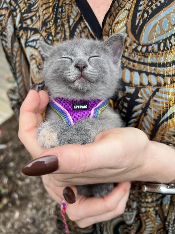 Gray cat smiling in purple harness, held gently, showing pure happiness.