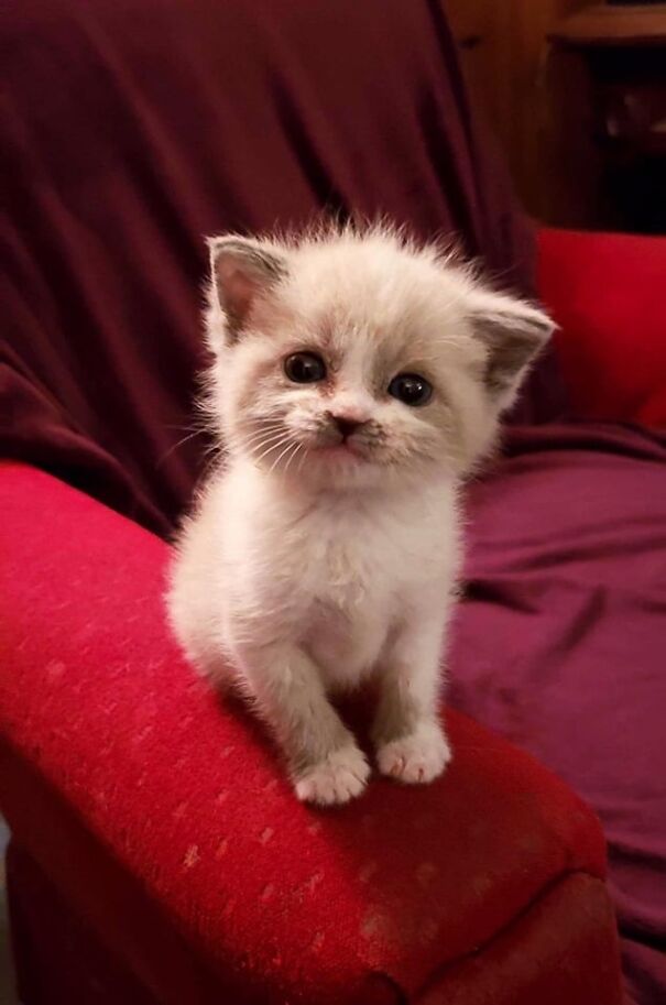 Smiling kitten displaying pure happiness while sitting on a red chair.