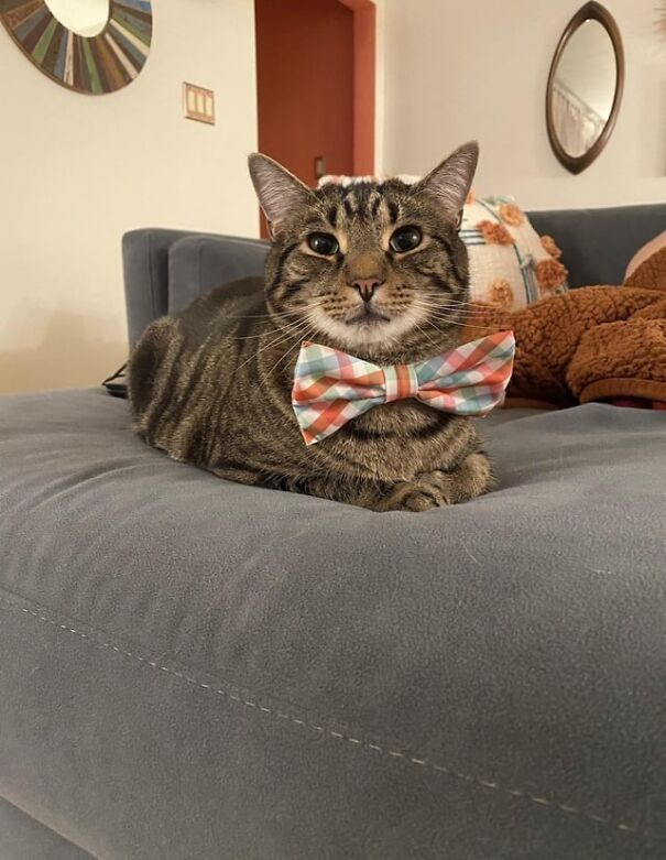 Tabby cat wearing a colorful bowtie, lounging on a couch, showing pure happiness.