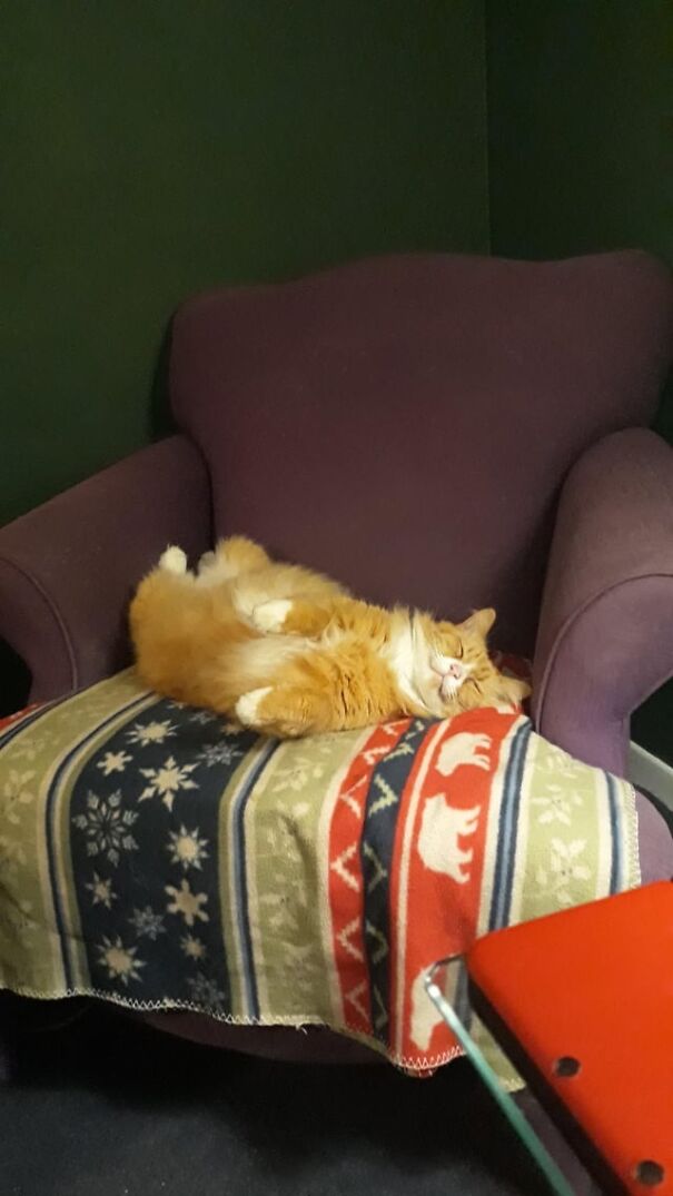 Content orange cat lying on a patterned blanket, looking blissful and relaxed.