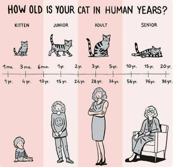 Cat age chart comparing kitten to senior cat years to human age, illustrating how everything works with age equivalents.