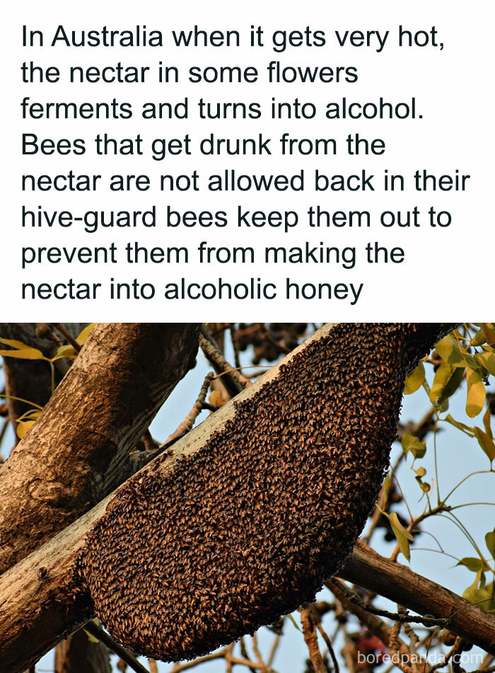Bees in Australia, hive-guard blocking drunk bees from returning after consuming fermented flower nectar.