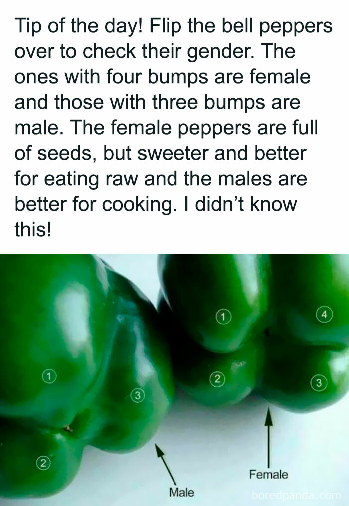 Bell peppers showing differences to identify male and female types, highlighting facts about taste and seed content.
