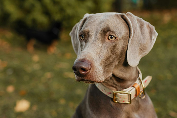 Gray dog outdoors on grass, wearing a collar, with a blurred background. Gray dog outdoors on grass, wearing a collar, with a blurred background.