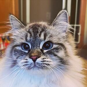 november-echo avatar