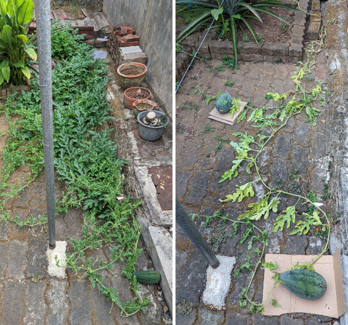 A long watermelon vine stretching over a patio, showcasing gardening efforts from family members.