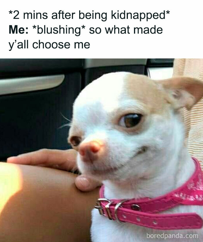 Chihuahua with a sly smile, wearing a pink collar, conveying introverted humor with text about being kidnapped.