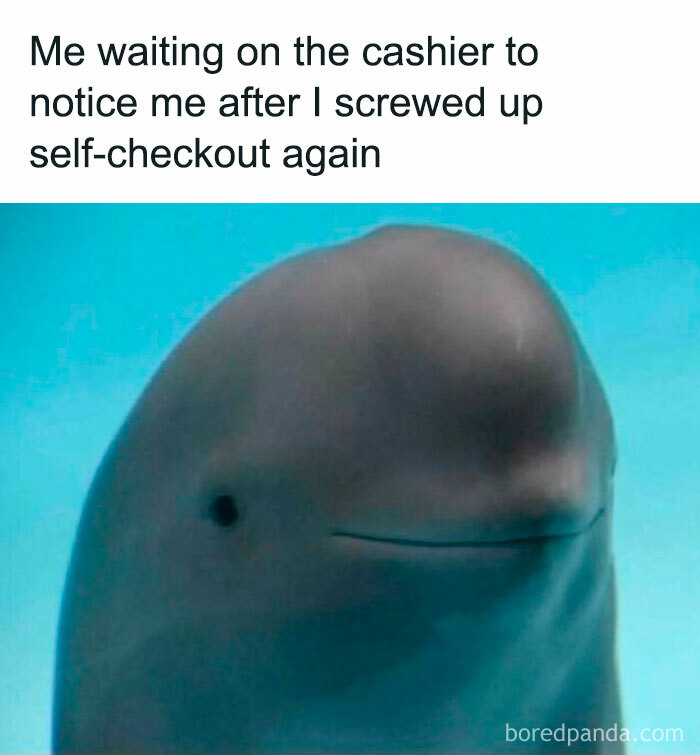 Beluga whale meme humor for anxious introverts at self-checkout.