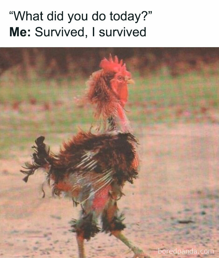 A scruffy rooster depicted in a humorous meme for introverted and anxious individuals.
