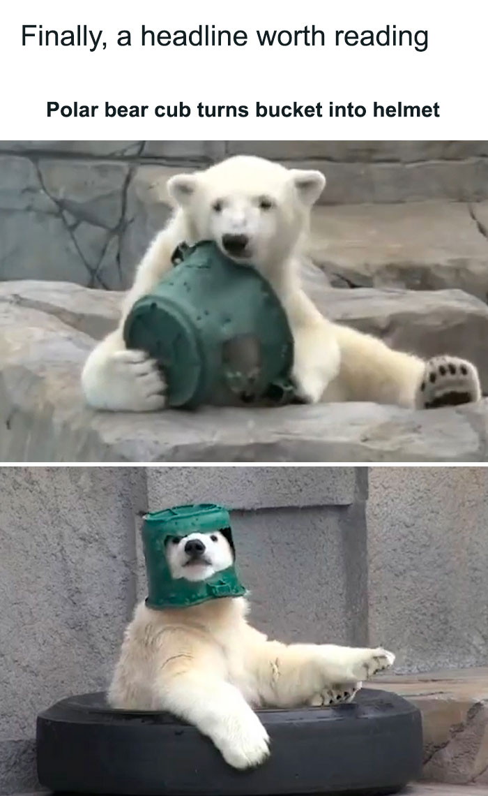 Polar bear cub using a bucket as a helmet, providing a humorous take on randomness and memes.