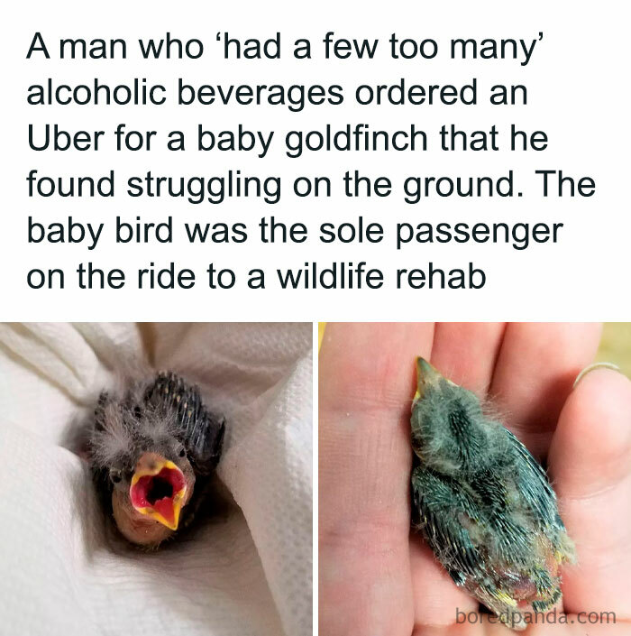 Chaotic good action: Baby goldfinch in an Uber to wildlife rehab after being found on the ground.