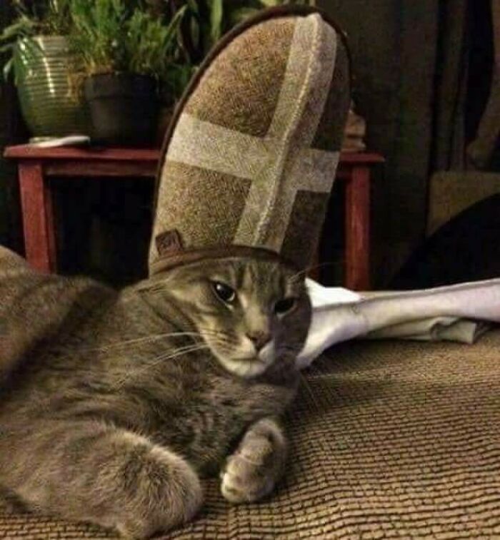 Cat with a slipper on its head, mimicking a funny hat, on a couch.