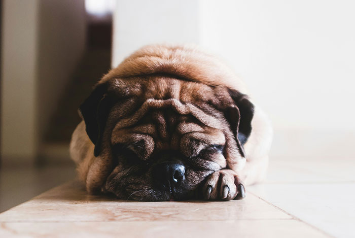 Sleeping pug on the floor, its wrinkles emphasize its relaxed and unattractive yet adorable appearance.