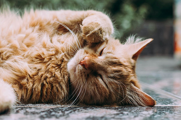 Orange cat napping peacefully, representing a rehomed pet. Orange cat napping peacefully, representing a rehomed pet.