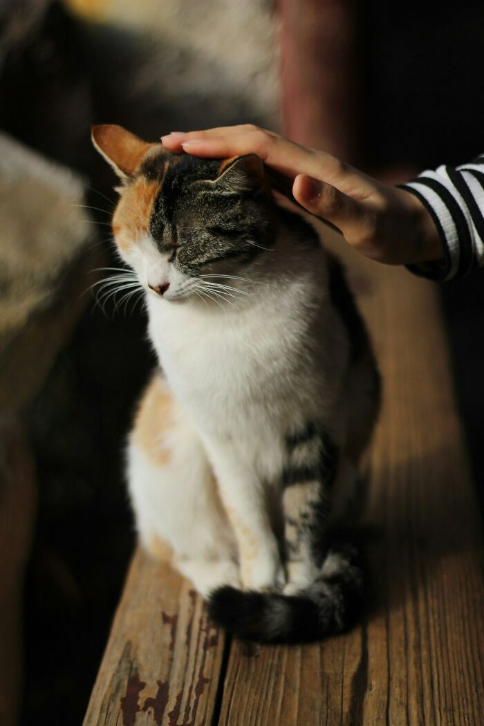 A calico cat being petted on a wooden surface, highlighting subtle judgments of affection towards animals.