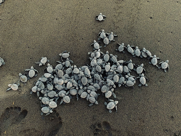 Baby turtles on a beach, making their way to the sea.