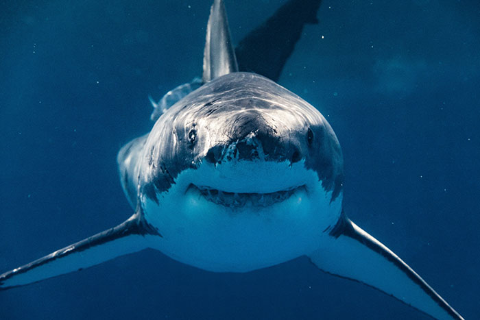 Shocking beach sight: a great white shark swimming underwater, approaching the camera.