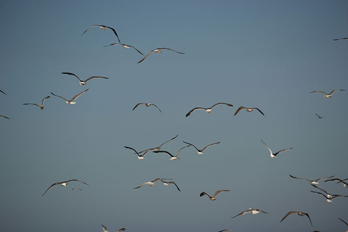 Flock of seagulls flying over a clear sky at the beach.
