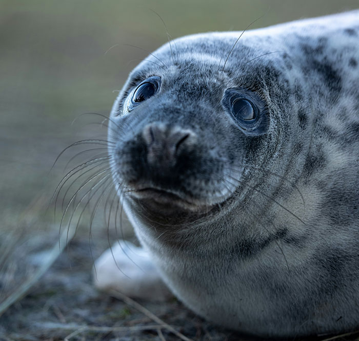 Seal on the beach looking directly at the camera with a curious expression.